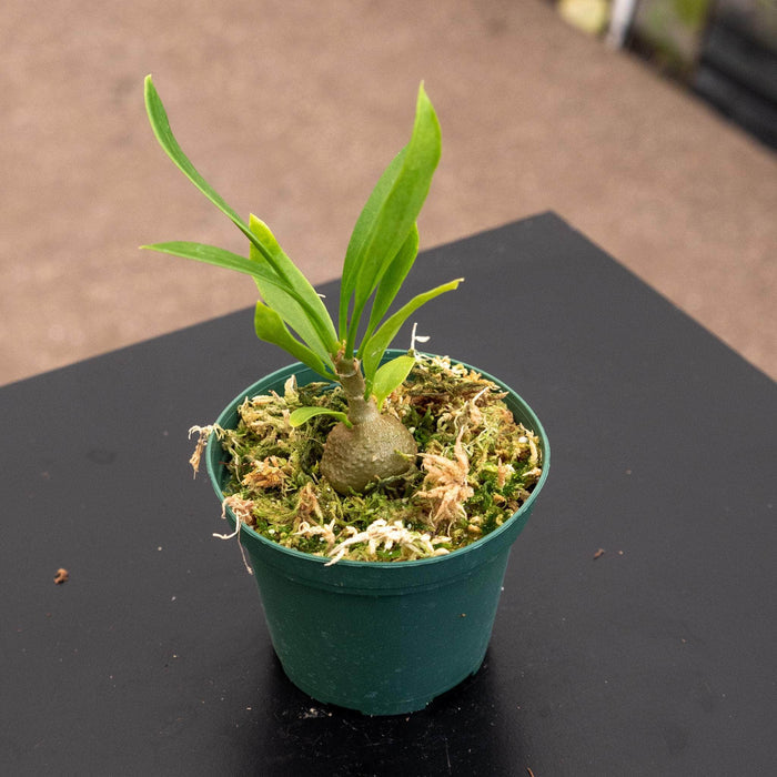 Gabriella Plants Ant Plant 3" Myrmecodia beccarii "Ant Plant"