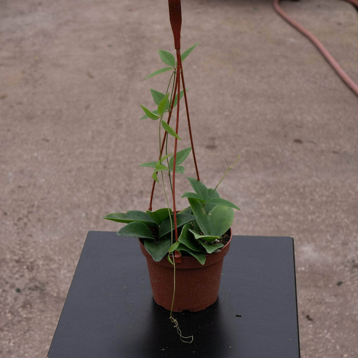Gabriella Plants Other 5" Hanging Basket Neoalsomitra sarcophylla