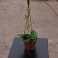 Gabriella Plants Other 5" Hanging Basket Neoalsomitra sarcophylla