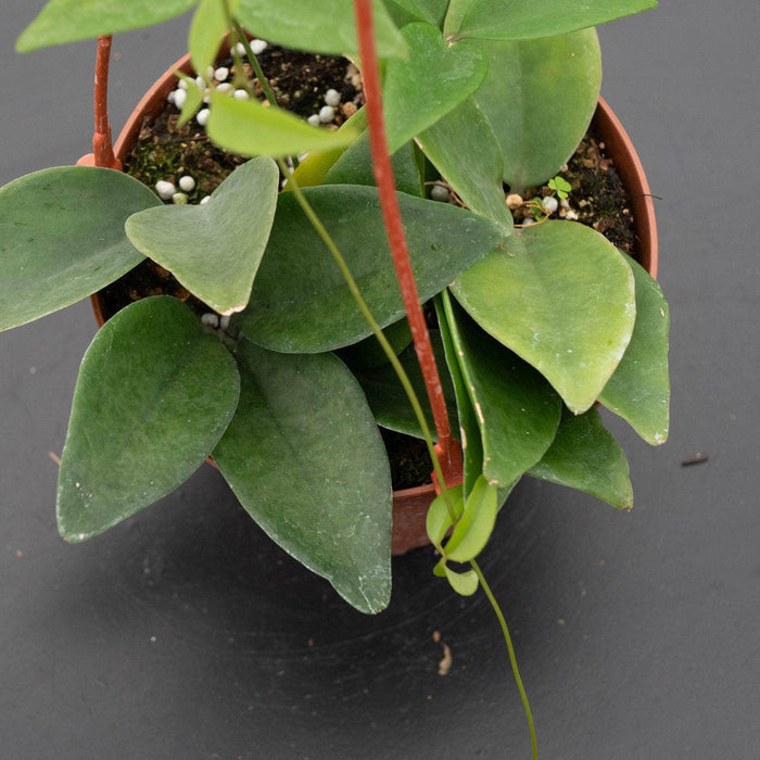 Gabriella Plants Other 5" Hanging Basket Neoalsomitra sarcophylla