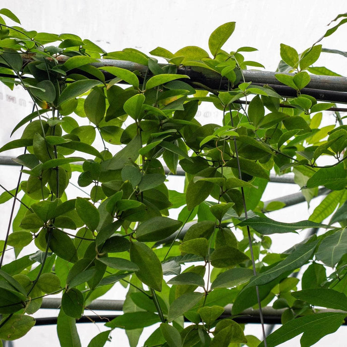 Gabriella Plants Other 5" Hanging Basket Neoalsomitra sarcophylla