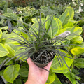 Gabriella Plants Other 4" Ophiopogon planiscapus 'Nigrescens' "Black Mondo Grass"