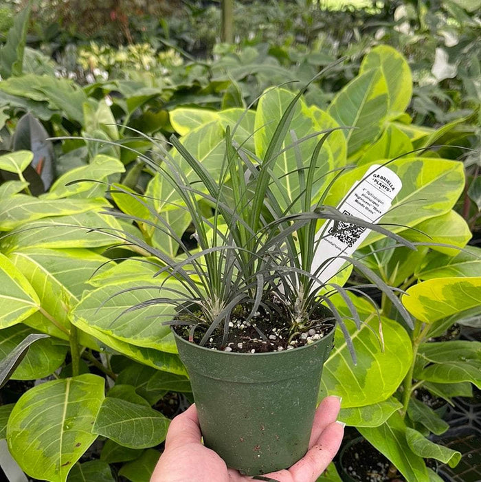 Gabriella Plants Other 4" Ophiopogon planiscapus 'Nigrescens' "Black Mondo Grass"