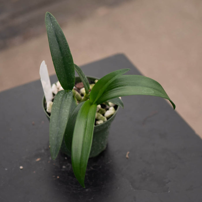Gabriella Plants Orchid 4" Orchid Dendrobium 'Dragon Rojo'