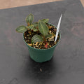 Gabriella Plants Other 3" Orchid Ludisia discolor var. nigrescens
