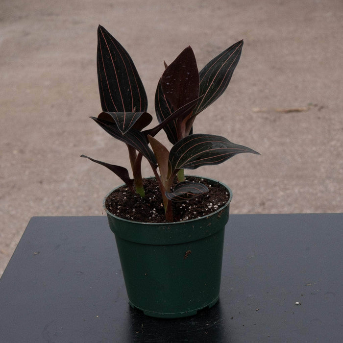 4"