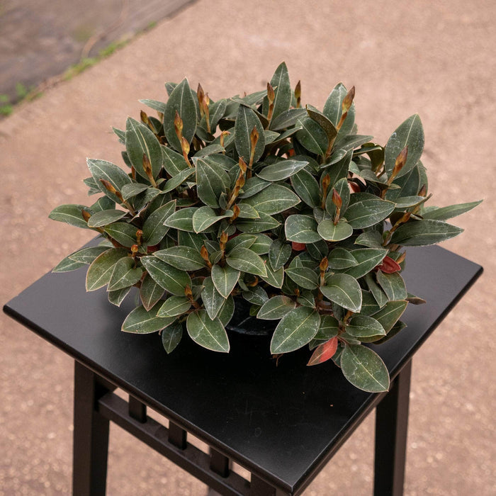 5"