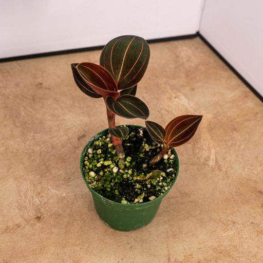Gabriella Plants Other 3" Orchid Ludochilus x 'Sea Turtle'