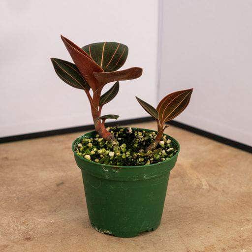 Gabriella Plants Other 3" Orchid Ludochilus x 'Sea Turtle'