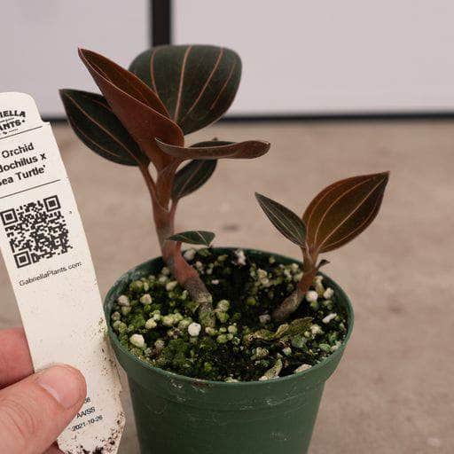 Gabriella Plants Other 3" Orchid Ludochilus x 'Sea Turtle'