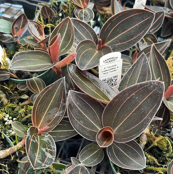 Gabriella Plants Jewel Orchid 3" Orchid Ludochilus x 'Sea Turtle'