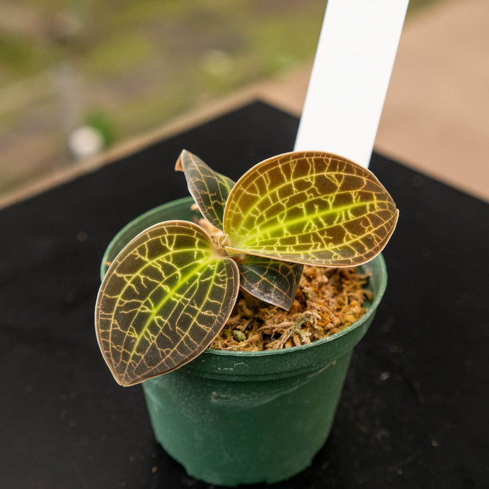 Gabriella Plants Other 3" Orchid Macodes 'Gold Dust'