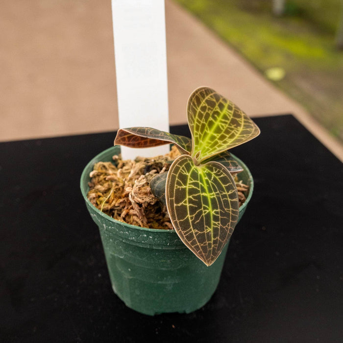 Gabriella Plants Other 3" Orchid Macodes 'Gold Dust'