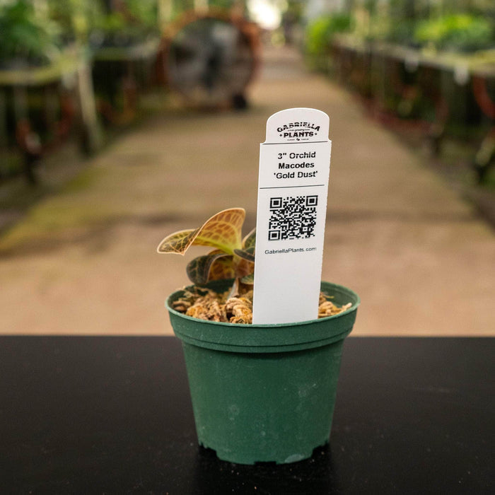 Gabriella Plants Other 3" Orchid Macodes 'Gold Dust'