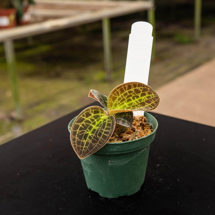 Gabriella Plants Other 3" Orchid Macodes 'Gold Dust'