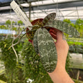Gabriella Plants Epiphyte 3" Orchid Phalaenopsis schilleriana 'Jungle' x sib. 'TKB'