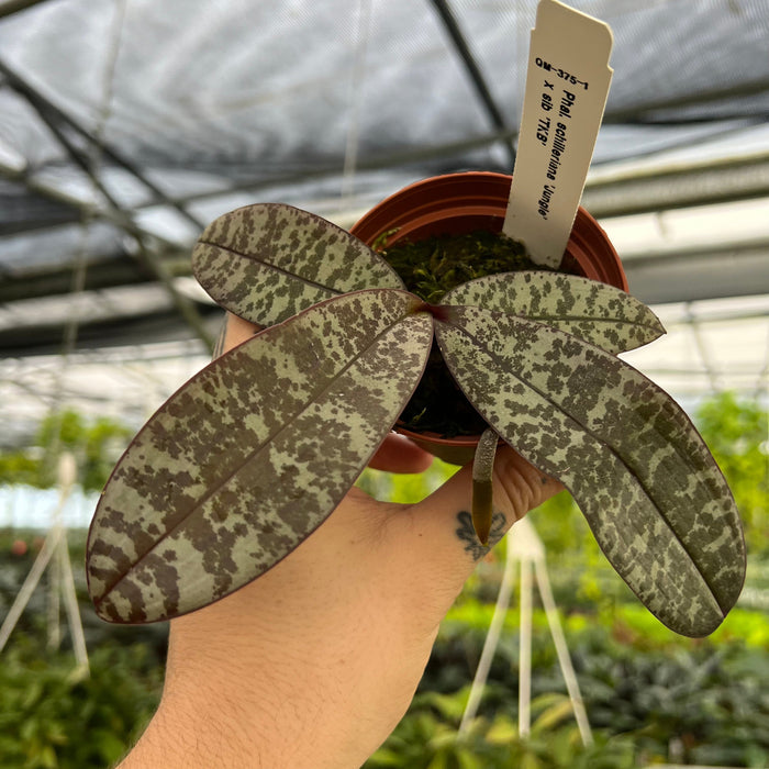 Gabriella Plants Epiphyte 3" Orchid Phalaenopsis schilleriana 'Jungle' x sib. 'TKB'