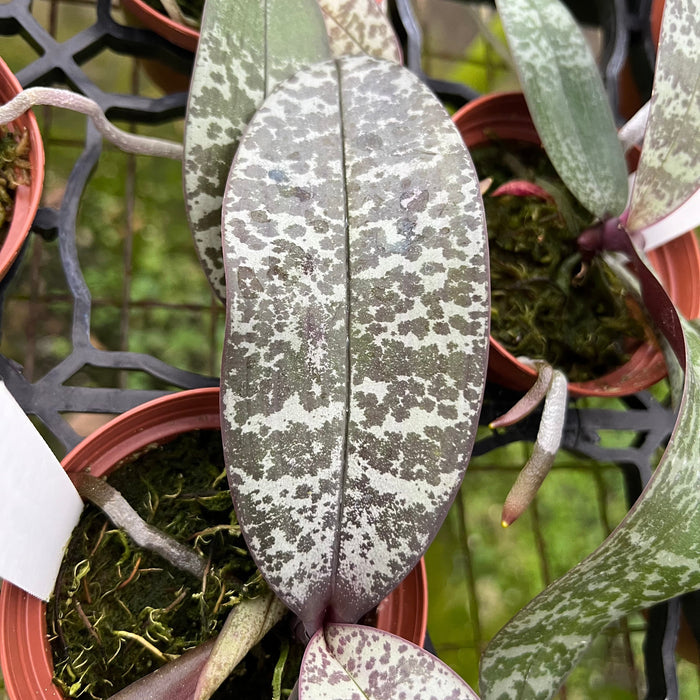 Gabriella Plants Epiphyte 3" Orchid Phalaenopsis schilleriana 'Jungle' x sib. 'TKB'