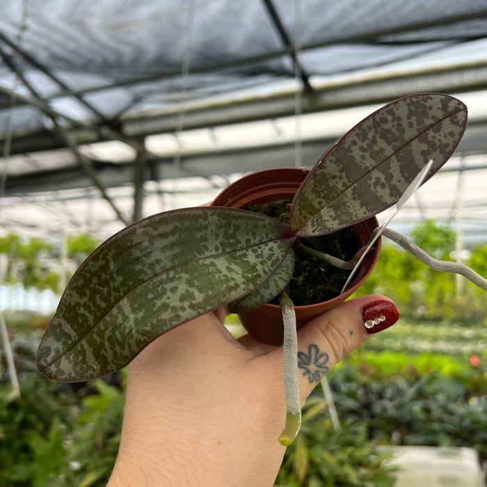 Gabriella Plants Epiphyte 3" Orchid Phalaenopsis schilleriana 'Jungle' x sib. 'TKB'
