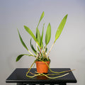 Gabriella Plants Epiphyte 3" Orchid Rhynchobrassoleya 'Spotted Charm'