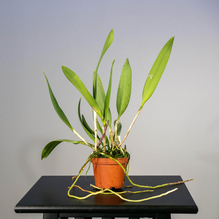 Gabriella Plants Epiphyte 3" Orchid Rhynchobrassoleya 'Spotted Charm'