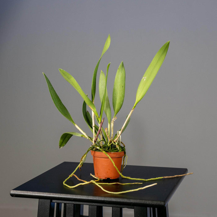 Gabriella Plants Epiphyte 3" Orchid Rhynchobrassoleya 'Spotted Charm'