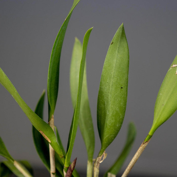 Gabriella Plants Epiphyte 3" Orchid Rhynchobrassoleya 'Spotted Charm'