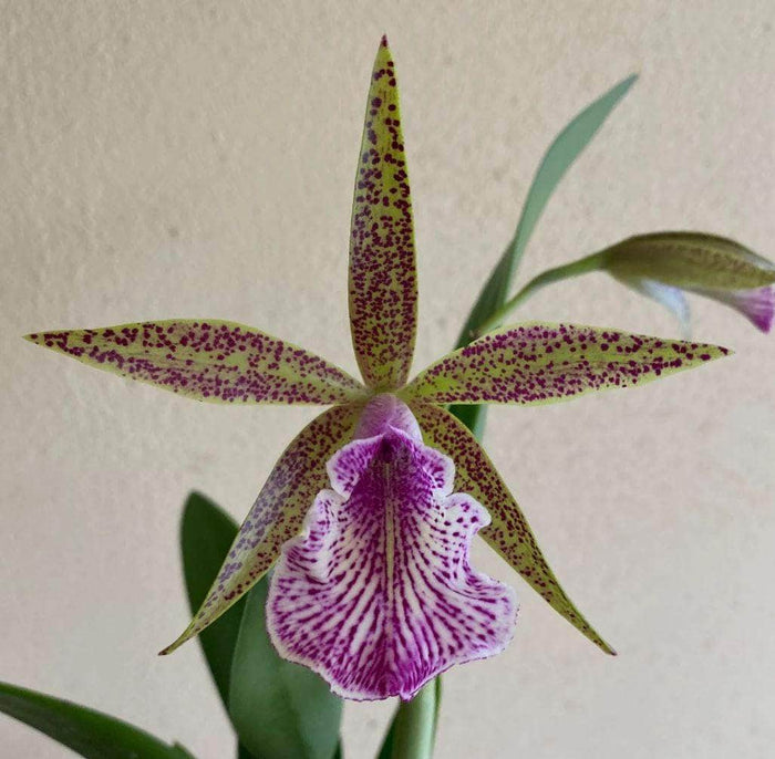 Gabriella Plants Epiphyte 3" Orchid Rhynchobrassoleya 'Spotted Charm'