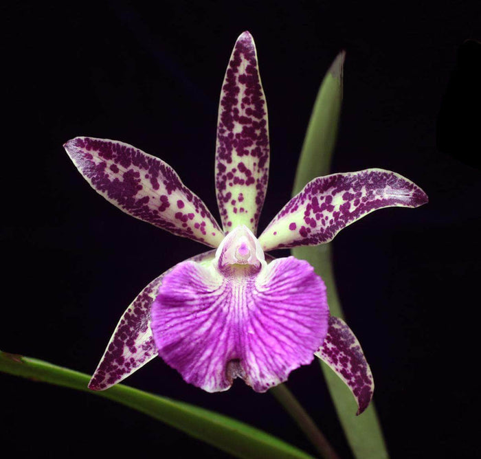 Gabriella Plants Epiphyte 3" Orchid Rhynchobrassoleya 'Spotted Charm'