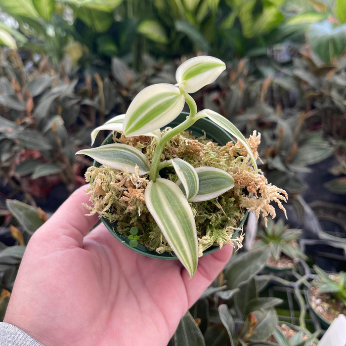 Gabriella Plants 3" Vanilla planifolia albo variegata