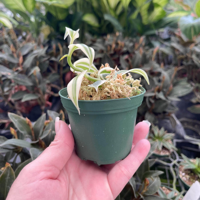 Gabriella Plants 3" Vanilla planifolia albo variegata
