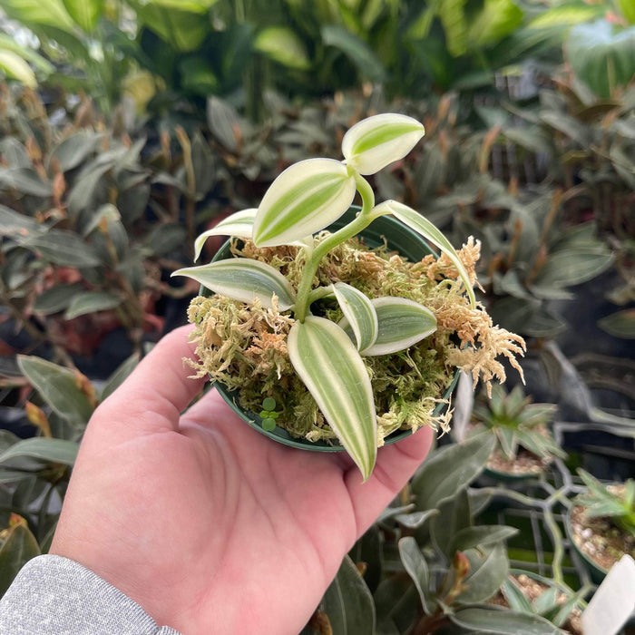 Gabriella Plants 3" Vanilla planifolia albo variegata