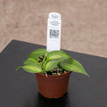 Gabriella Plants Epiphyte 3" Orchid Vanilla planifolia variegata