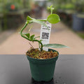 Gabriella Plants Epiphyte 3" Vanilla planifolia