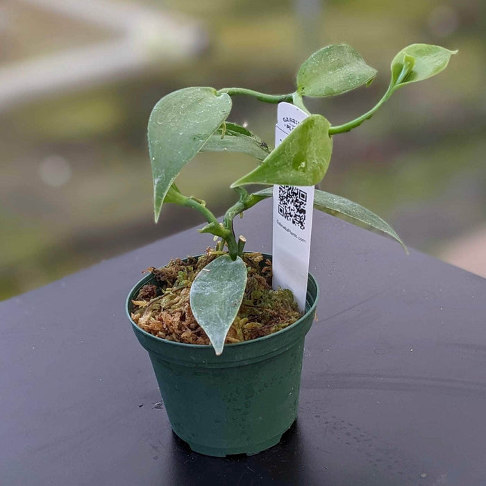 Gabriella Plants Epiphyte 3" Vanilla planifolia