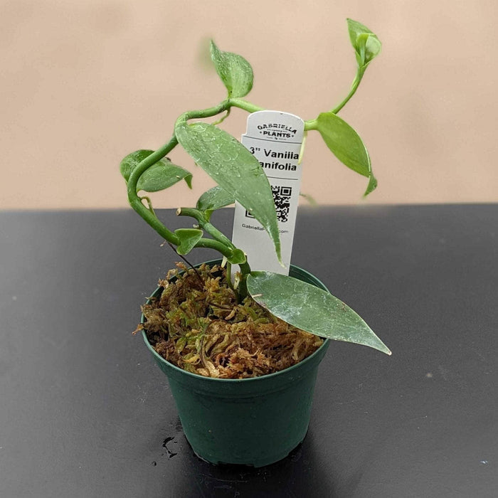 Gabriella Plants Epiphyte 3" Vanilla planifolia