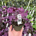 Gabriella Plants Other 4" Oxalis regnellii 'Francis'