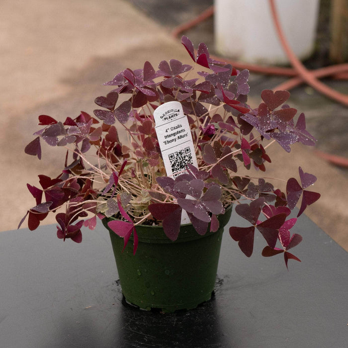 Gabriella Plants Other 4" Oxalis triangularis 'Ebony Allure'