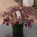 Gabriella Plants Other 4" Oxalis triangularis 'Ebony Allure'
