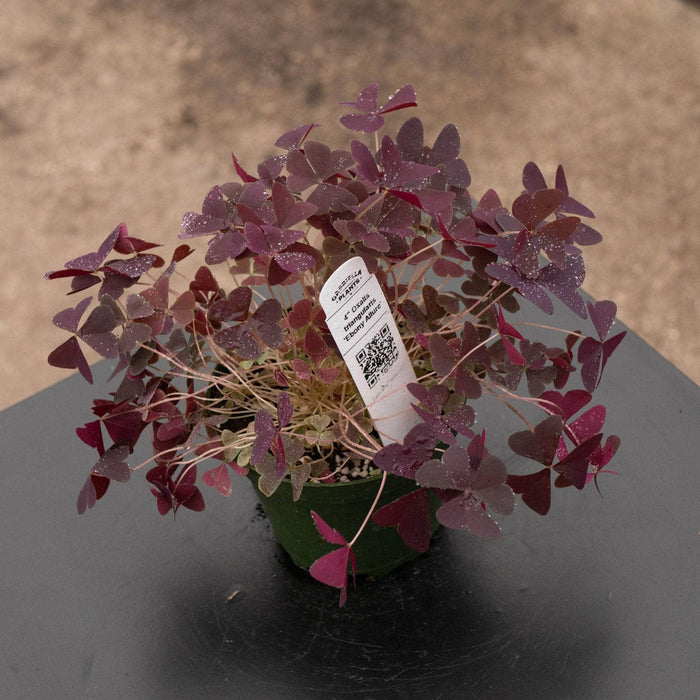 Gabriella Plants Other 4" Oxalis triangularis 'Ebony Allure'