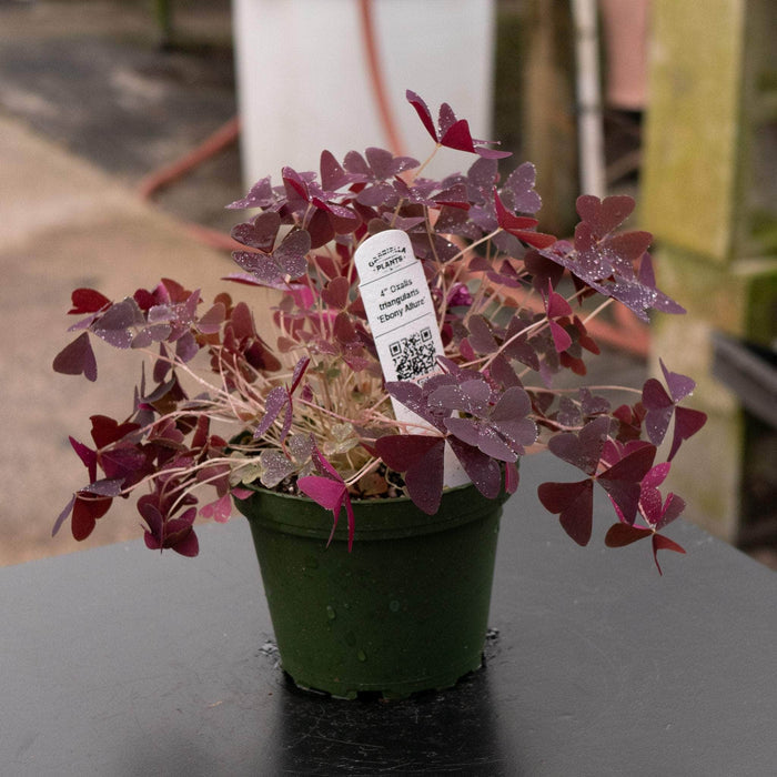Gabriella Plants Other 4" Oxalis triangularis 'Ebony Allure'