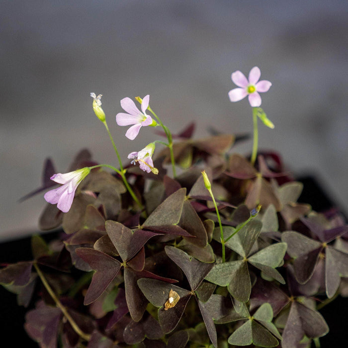Gabriella Plants Other 4" Oxalis triangularis 'Ebony Allure'