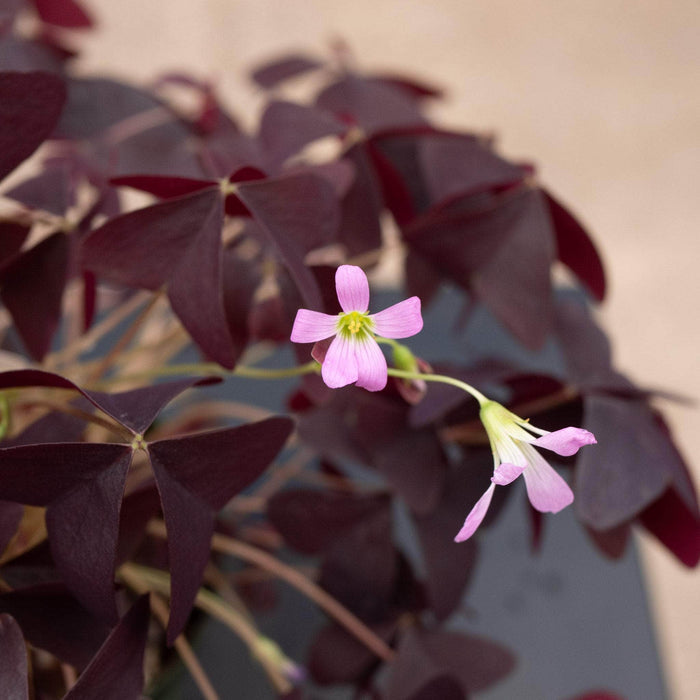 Gabriella Plants Other 4" Oxalis triangularis 'Ebony Allure'