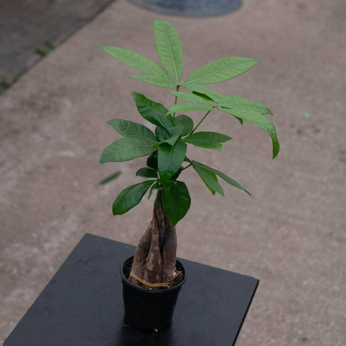 Gabriella Plants Other 4" Pachira aquatica "Money Tree" Braid