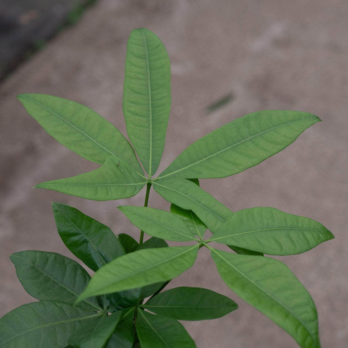 Gabriella Plants Other 4" Pachira aquatica "Money Tree" Braid