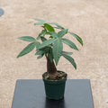 Gabriella Plants Other 4" Pachira aquatica "Money Tree" Stump