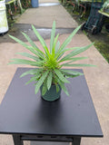 Gabriella Plants Succulent 4" Pachypodium lamerei "Madagascar Palm"