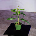 Gabriella Plants Other 4" Pavonia multiflora