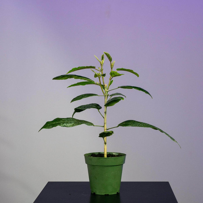 Gabriella Plants Other 4" Pavonia multiflora