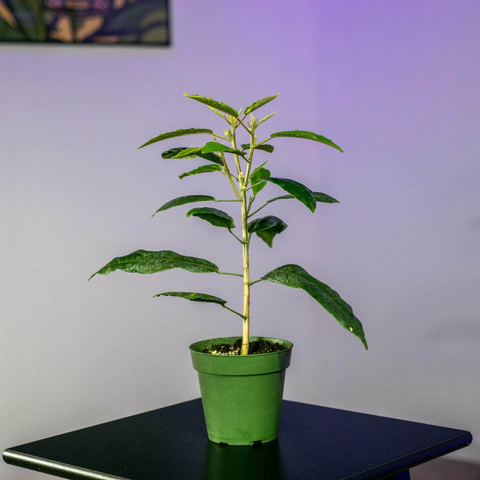 Gabriella Plants Other 4" Pavonia multiflora